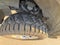 2020 RAM 1500 Big Horn Quad Cab 4x4 6'4' Box