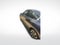 2017 Honda Accord EX-L w/Navigation and Honda Sensing